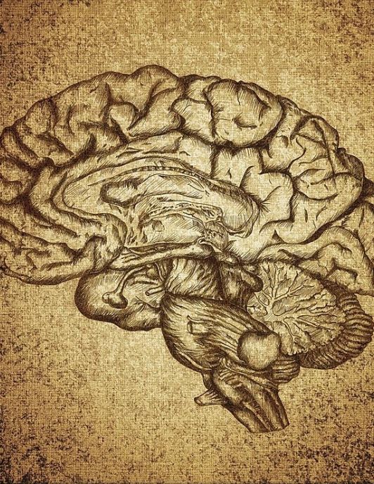 mózg najseksowniejszy